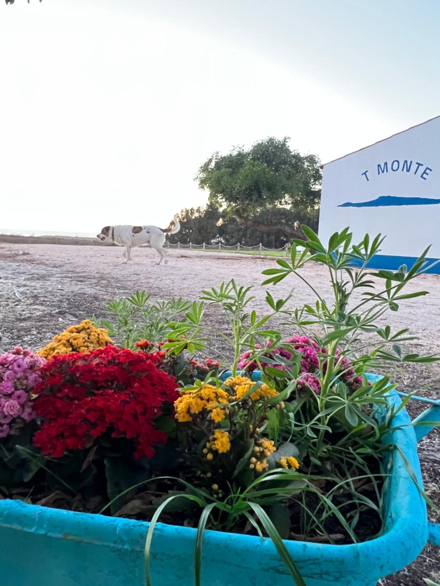 T Monte Villa Porto Covo Exteriör bild